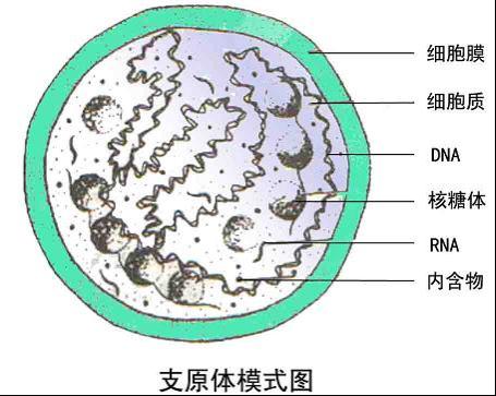 支原體感染