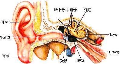 耳部結(jié)構(gòu)圖