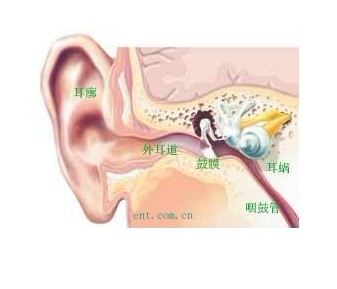 中耳炎,耳部結(jié)構(gòu)