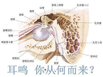 耳鳴的致病因素具體有哪些