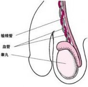 睪丸發(fā)育不良的原因有哪些?