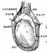 生精功能障礙妻子還能懷孕嗎?